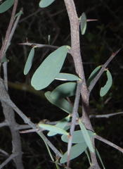 Gloveria integrifolia