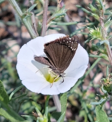 Pholisora