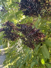 Sambucus nigra