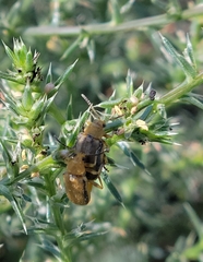 Erynephala puncticollis