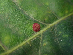 Neuroterus quercusbaccarum