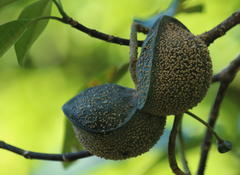 Tabernaemontana elegans