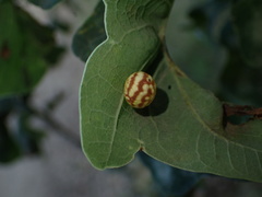 Neuroterus quercusbaccarum