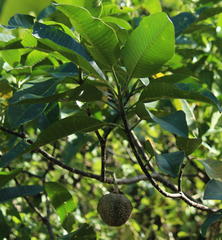 Tabernaemontana elegans