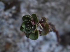 Aichryson divaricatum