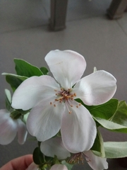 Cydonia oblonga