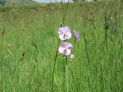 Heliophila rigidiuscula