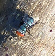 Chrysomya marginalis