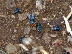 Chrysomya marginalis