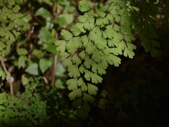 Adiantum raddianum image