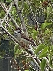 Passer domesticus