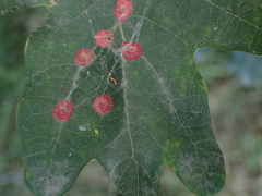 Neuroterus quercusbaccarum