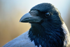Corvus cornix