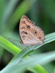 Junonia almana