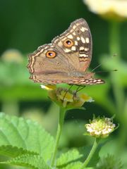 Junonia lemonias