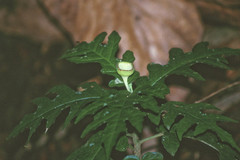 Dorstenia choconiana