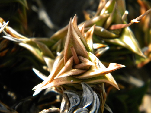 Image of Haworthiopsis viscosa by no rights reserved
