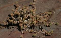 Psammotropha frigida