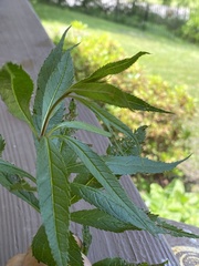 Veronicastrum