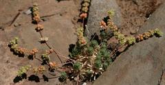 Psammotropha frigida
