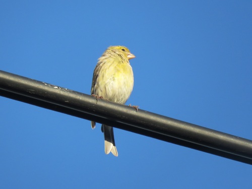 Serin des Canaries
