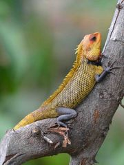 Calotes versicolor