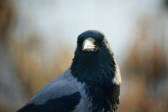Corvus cornix