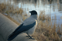 Corvus cornix