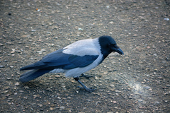 Corvus cornix
