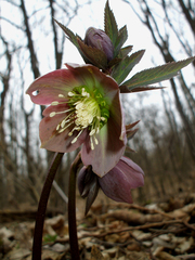 Helleborus purpurascens