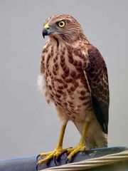 Accipiter badius