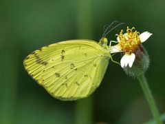 Eurema andersoni