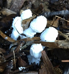 Leucocoprinus cretaceus