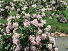 Dais cotinifolia
