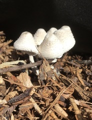 Leucocoprinus cretaceus