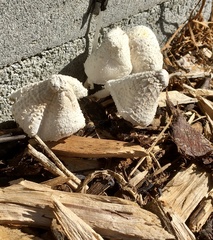 Leucocoprinus cretaceus