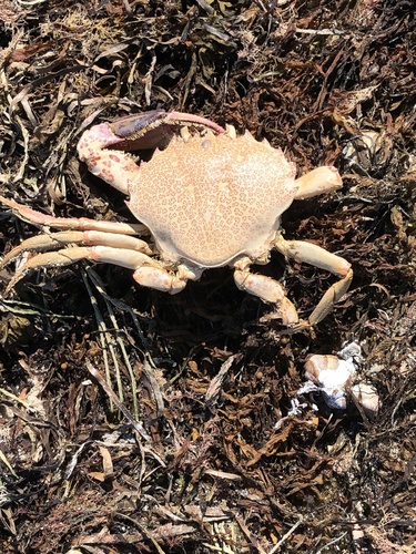 Ocellate Lady Crab, Martha's Vineyard, Edgartown, MA, US, photo 10 of 10