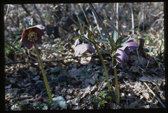 Helleborus purpurascens