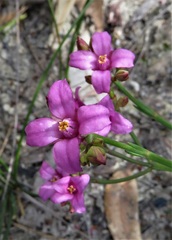 Boronia spathulata