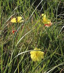 Oenothera stricta stricta