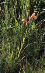 Oenothera stricta stricta