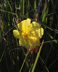 Oenothera stricta stricta