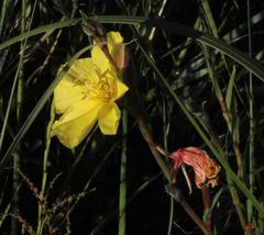 Oenothera stricta stricta