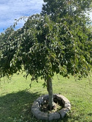 Prunus pendula