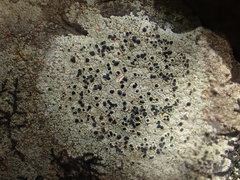 Lecanora gangaleoides