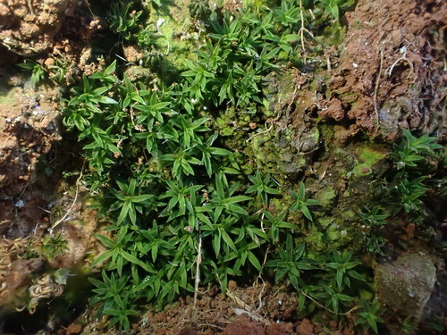 Pogonatum aloides image