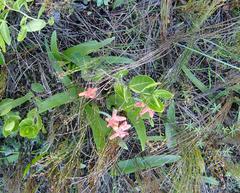 Lachenalia bulbifera