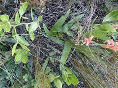 Lachenalia bulbifera