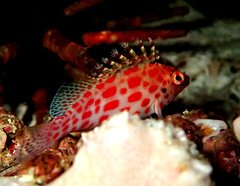 Cirrhitichthys oxycephalus