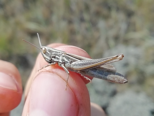 Siberian Straw Grasshopper